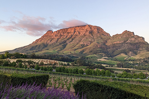 About Dr JJ Serfontein | Dentist Vineyards