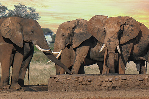 International Patients