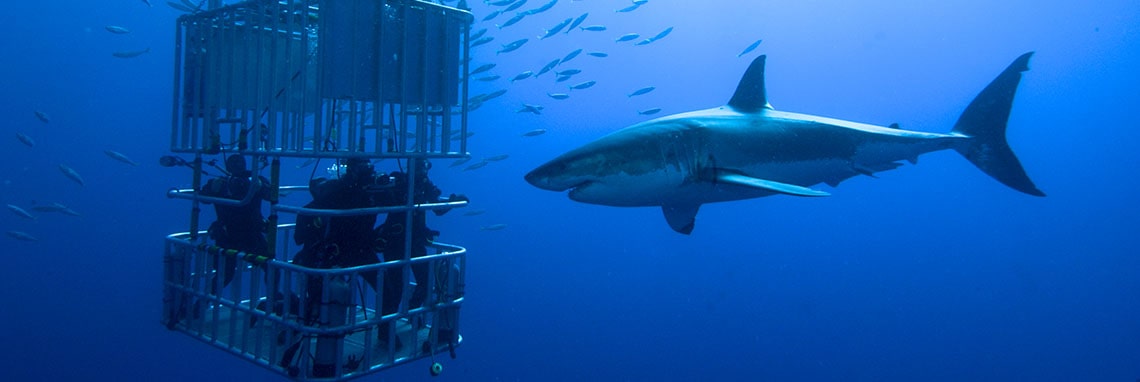 Shark Cage Diving | JJS Dentistry
